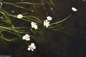 Attēlu rezultāti vaicājumam “Batrachium circinatum flower”