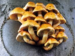 Attēlu rezultāti vaicājumam “Pholiota aurivella”