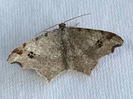 Attēlu rezultāti vaicājumam “Macaria signaria”