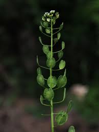 Attēlu rezultāti vaicājumam “Thlaspi arvense”