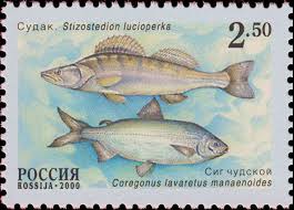 Image result for Coregonus lavaretus