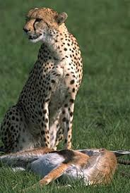 Attēlu rezultāti vaicājumam “Carnivora”