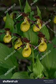 Attēlu rezultāti vaicājumam “Cypripedium calceolus”