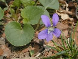 Attēlu rezultāti vaicājumam “Viola sororia flower”