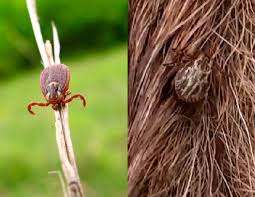 Attēlu rezultāti vaicājumam “Dermacentor reticulatus female”