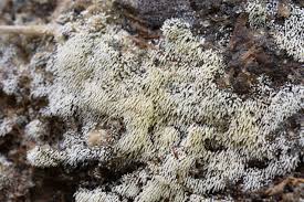 Attēlu rezultāti vaicājumam “Mucronella calva”