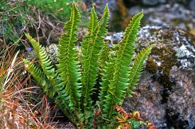 Attēlu rezultāti vaicājumam “Polystichum lonchitis”