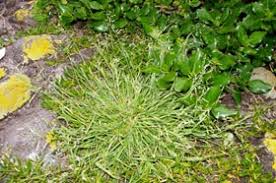 Attēlu rezultāti vaicājumam “Poa pratensis fruit”