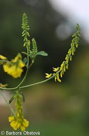 Attēlu rezultāti vaicājumam “Melilotus wolgicus flower”