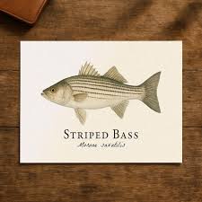 Image result for Morone saxatilis