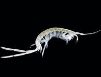 Attēlu rezultāti vaicājumam “Nematomorpha”