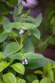 Attēlu rezultāti vaicājumam “Symphytum asperum leaf”