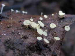 Attēlu rezultāti vaicājumam “Hymenoscyphus sp.”