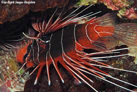 Image result for Pterois radiata