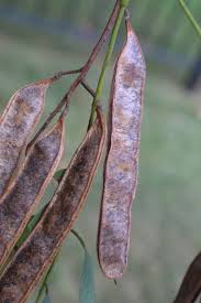 Attēlu rezultāti vaicājumam “Robinia pseudoacacia fruit”