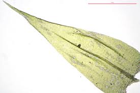 Attēlu rezultāti vaicājumam “Brachythecium albicans”