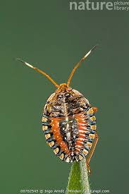 Attēlu rezultāti vaicājumam “Pentatomidae”