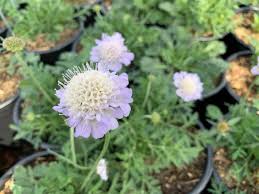 Image result for Scabiosa columbaria