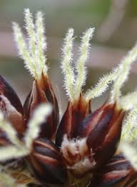 Attēlu rezultāti vaicājumam “Luzula pilosa bud”