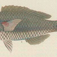 Image result for Liopsetta glacialis