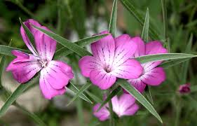 Image result for Kornrade