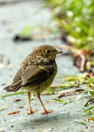 Attēlu rezultāti vaicājumam “Erithacus rubecula juvenile”