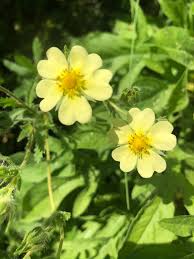 Image result for Potentilla recta