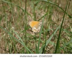 Attēlu rezultāti vaicājumam “Coenonympha glycerion underside”