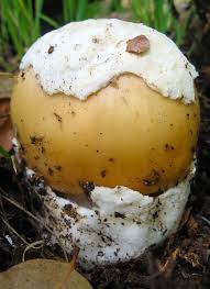 Attēlu rezultāti vaicājumam “Amanita”