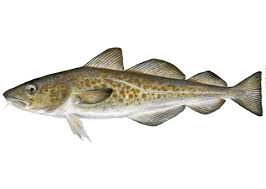 Image result for Gadus morhua