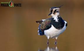 Attēlu rezultāti vaicājumam “Vanellus vanellus adult”