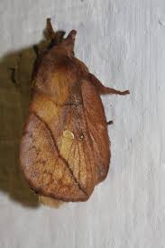 Attēlu rezultāti vaicājumam “Euthrix potatoria”