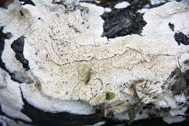 Attēlu rezultāti vaicājumam “Ceriporiopsis aneirina”