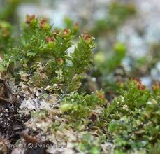Attēlu rezultāti vaicājumam “Lophozia longidens”