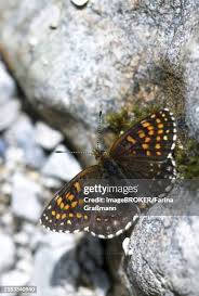 Attēlu rezultāti vaicājumam “Melitaea diamina underside”