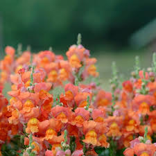 Image result for Antirrhinum majus maximum
