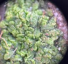 Attēlu rezultāti vaicājumam “Riccia cavernosa”