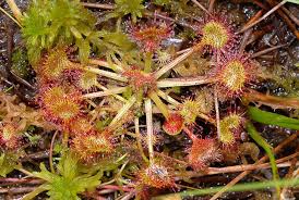 Attēlu rezultāti vaicājumam “Drosera rotundifolia”