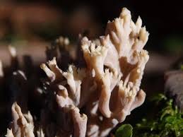 Attēlu rezultāti vaicājumam “Clavulina cinerea”