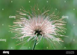 Attēlu rezultāti vaicājumam “Pulsatilla patens fruit”