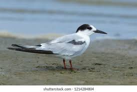 Attēlu rezultāti vaicājumam “Sterna hirundo adult”