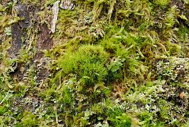 Attēlu rezultāti vaicājumam “Dicranum viride”