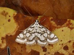 Attēlu rezultāti vaicājumam “Nymphula nitidulata”