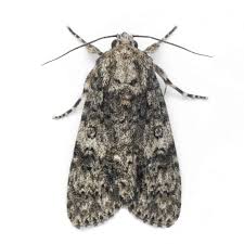 Attēlu rezultāti vaicājumam “Acronicta rumicis imago”