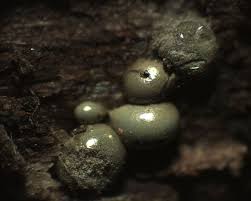 Attēlu rezultāti vaicājumam “Dianemataceae”