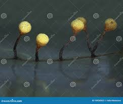 Attēlu rezultāti vaicājumam “Physarum oblatum macro”