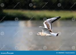 Attēlu rezultāti vaicājumam “Larus ridibundus juvenile”