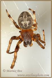 Attēlu rezultāti vaicājumam “Larinioides cornutus”