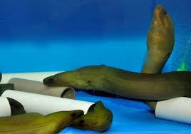 Image result for Gymnothorax funebris