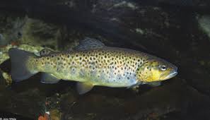 Image result for Salmo trutta trutta